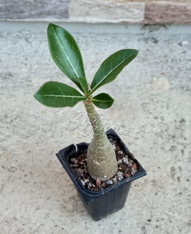 Adenium obesum - semenáč