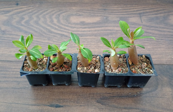 Adenium obesum "MIX" - semenáč