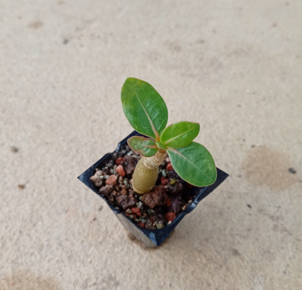 Adenium obesum "MIX" - semenáč