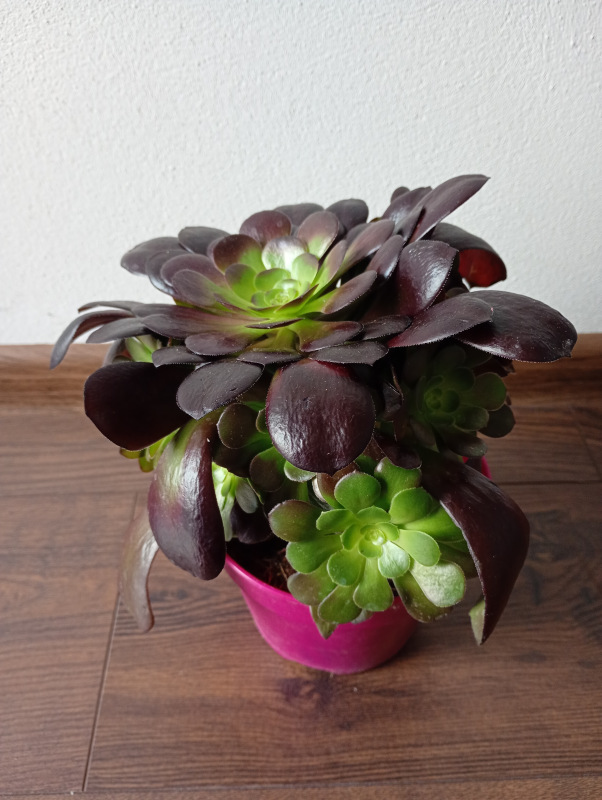 Aeonium arboreum "Velours" 2