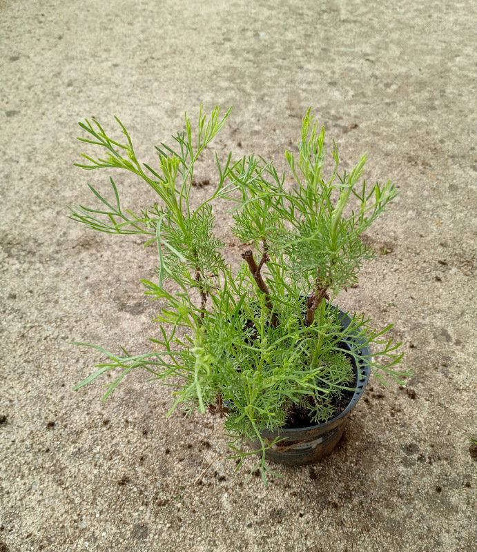 Artemisia abrotanum Coca Cola – (Palina - Bylinka Coca Cola) 1