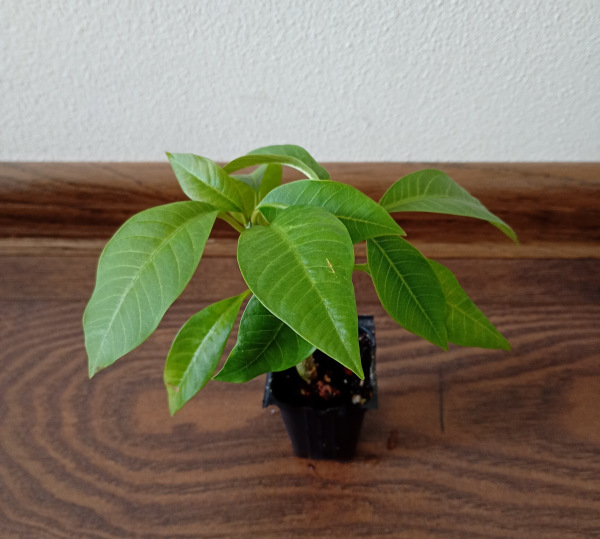 Plumeria rubra "MIX" - semenáč