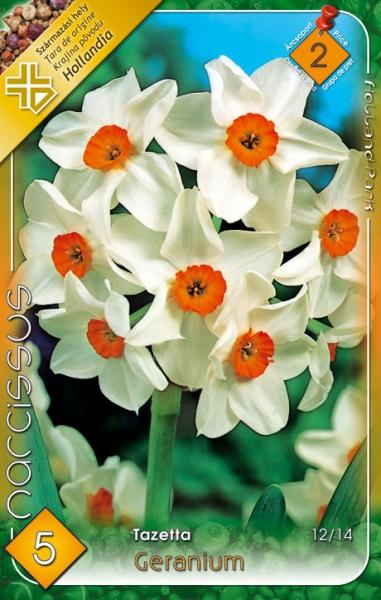 Narcissus Tazetta Geranium/5 ks