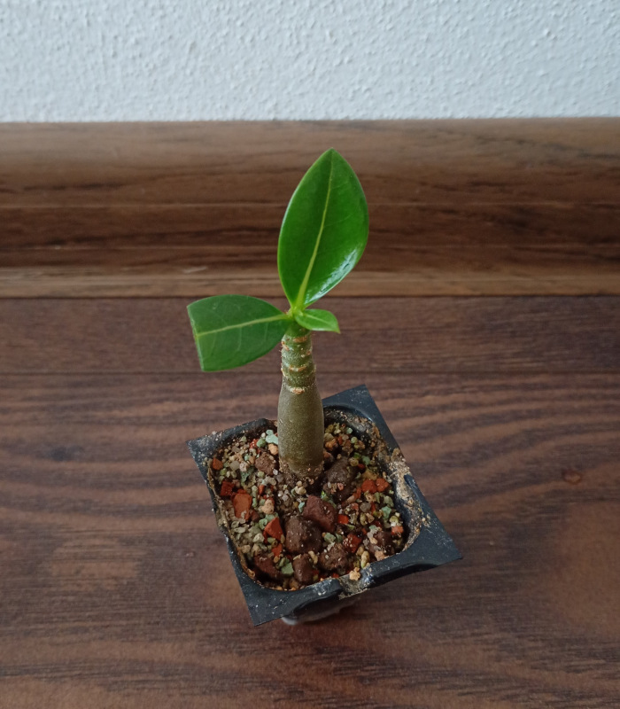 Adenium arabicum "Black Pearl" - semenáč