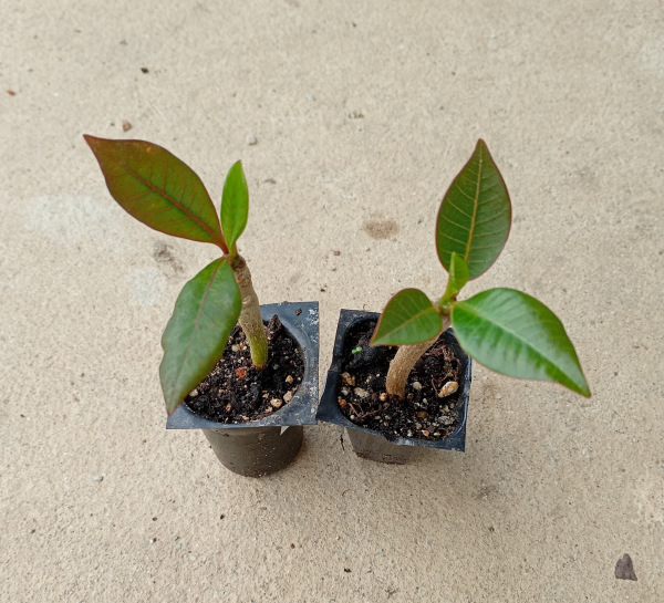 Plumeria rubra "Pink Crystal" - semenáč