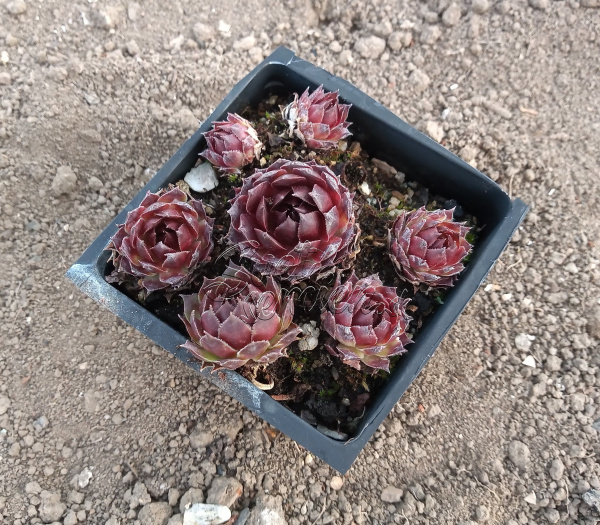 Sempervivum "Red Devil"