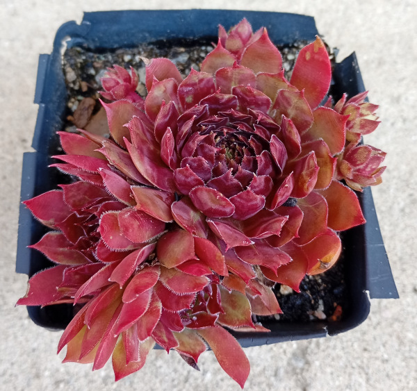 Sempervivum "Red Devil" 1