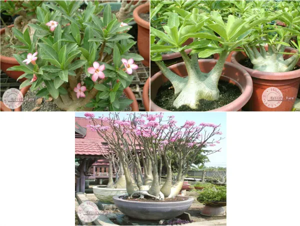 Adenium arabicum - 3 druhy po 2 semená