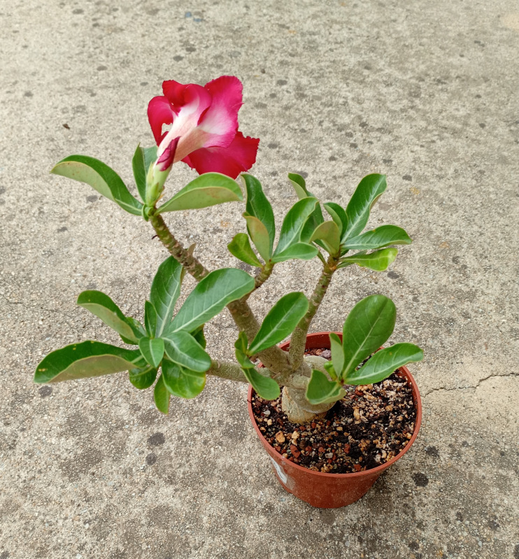 Adenium obesum - semenáč (červeno-bordový kvet) 1