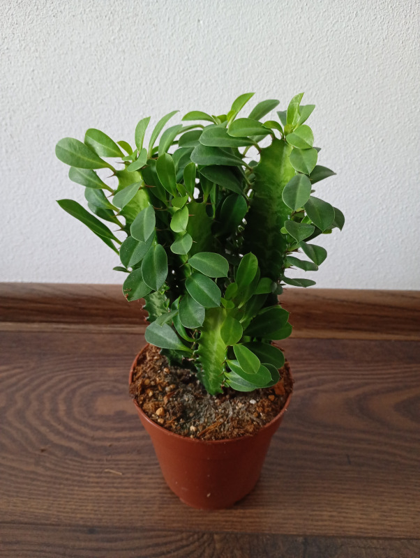 Euphorbia trigona