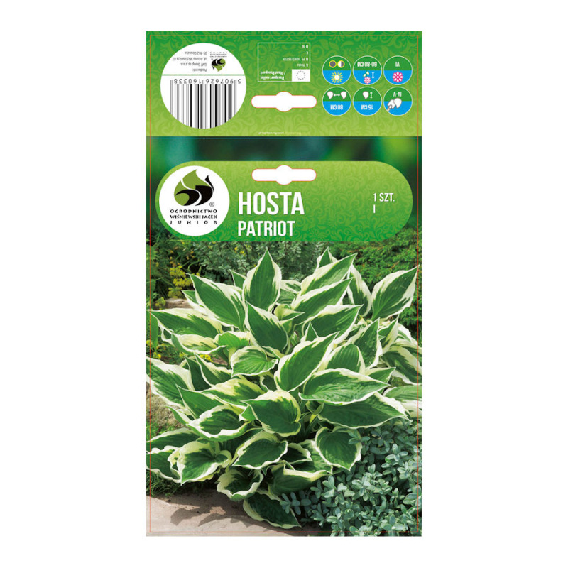 Hosta Patriot/1 ks