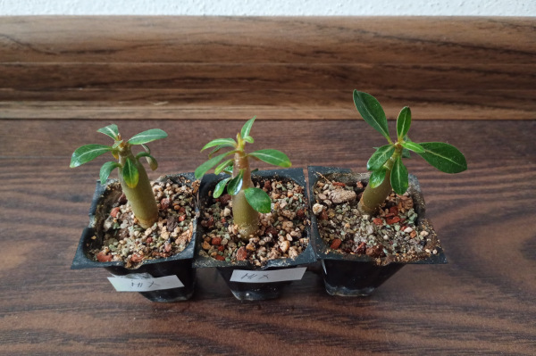 Adenium obesum "MIX" - semenáč