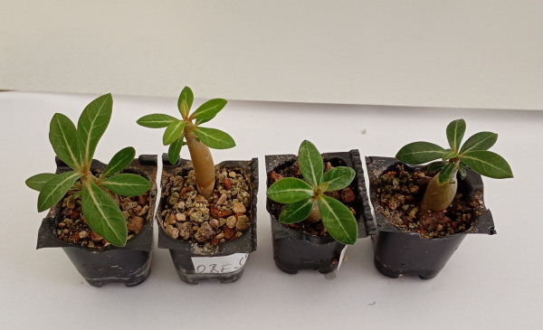 Adenium obesum "MIX" - semenáč