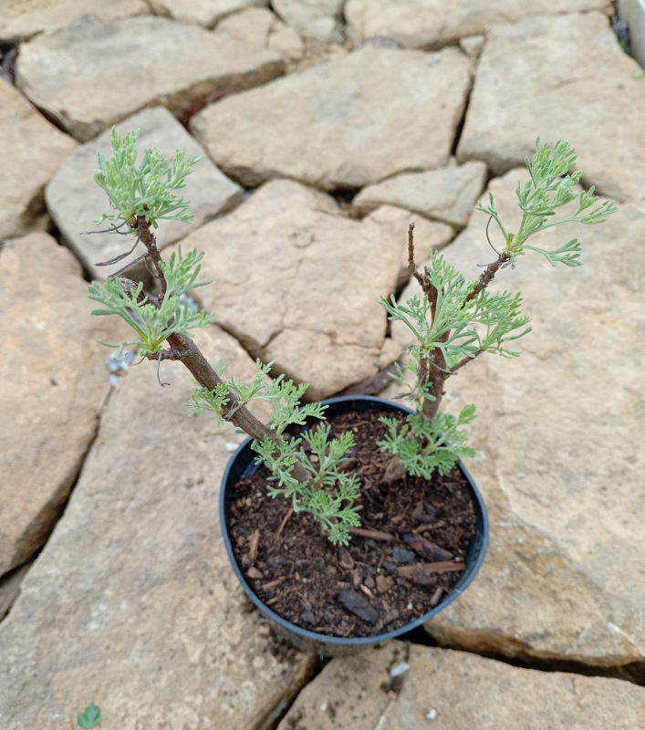 Artemisia abrotanum Coca Cola – (Palina - Bylinka Coca Cola)
