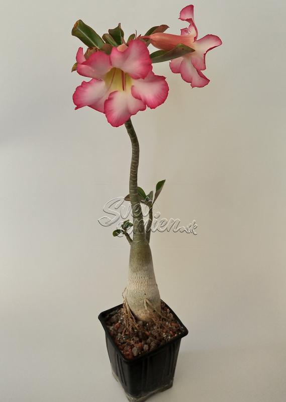 Adenium obesum - semenáč