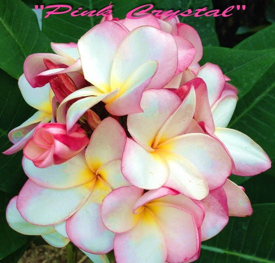 Plumeria rubra "Pink Crystal" - semenáč 1