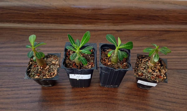 Adenium obesum "MIX" - semenáč