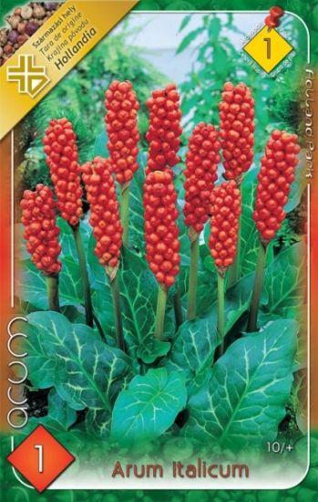 Arum italicum (Áron taliansky) /1 ks