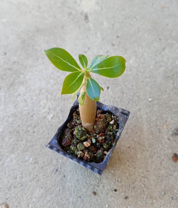 Adenium obesum "Double Citrus Fantasy" - semenáč