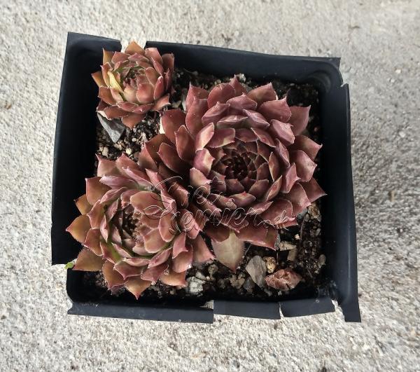 Sempervivum "Red Devil"