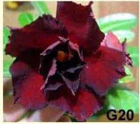 Adenium obesum G20 - vrúbľovaná rastlina