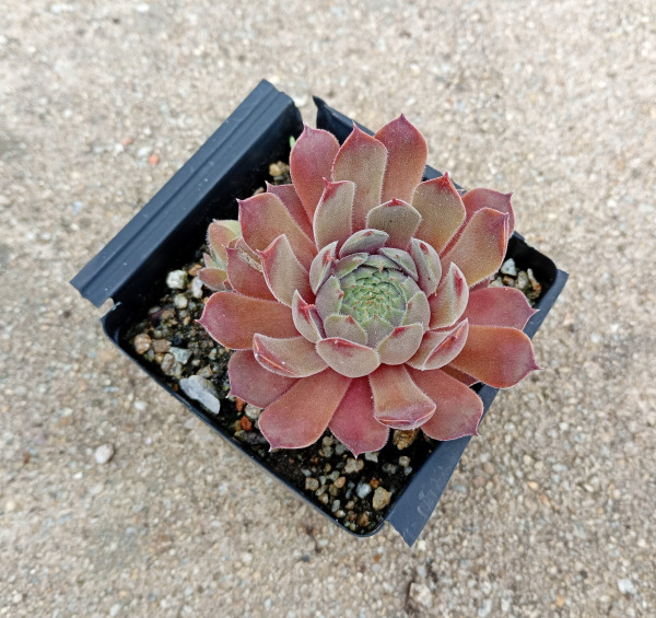 Sempervivum "Grey Owl" 1