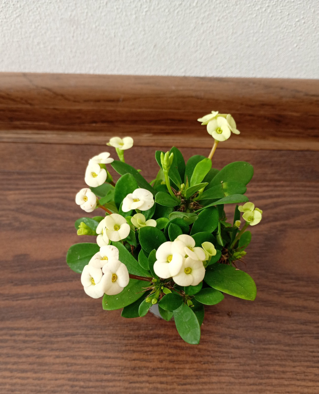 Euphorbia milli biela