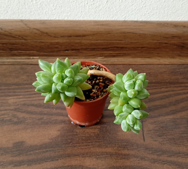 Pachyphytum hookeri
