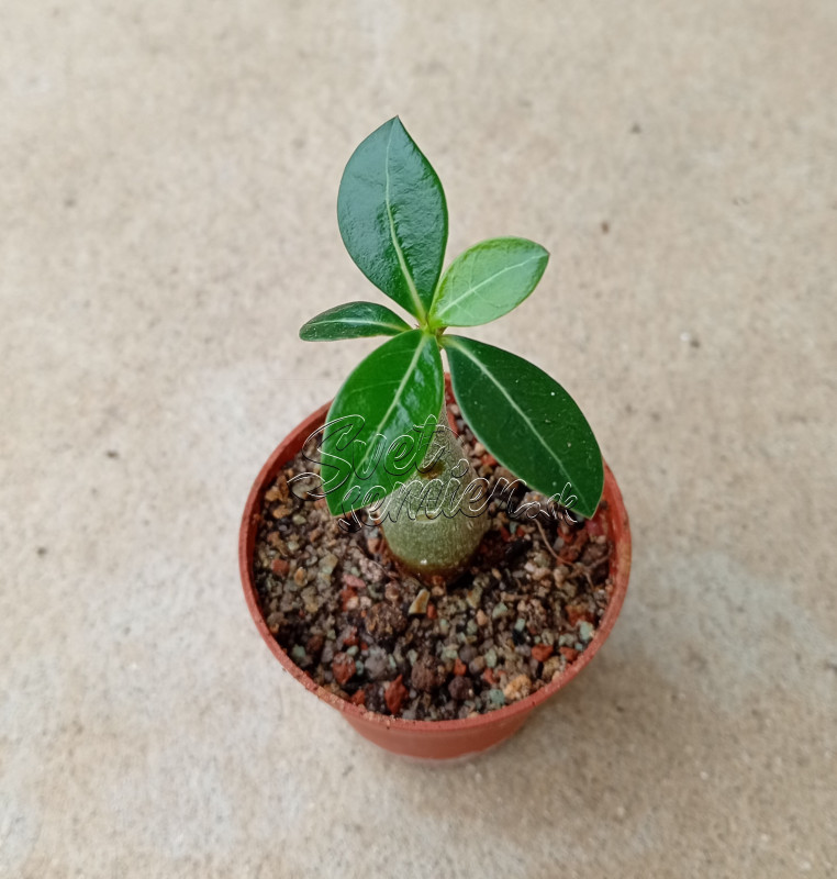 Adenium obesum "Sprindrift" - semenáč