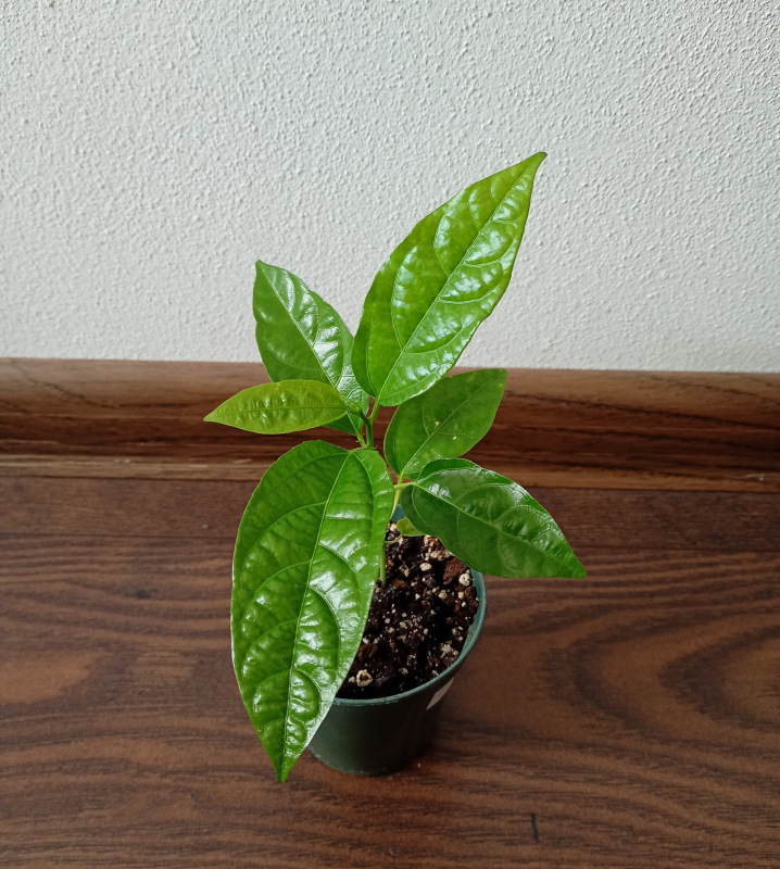 Passiflora edulis (Mučenka jedlá) 1