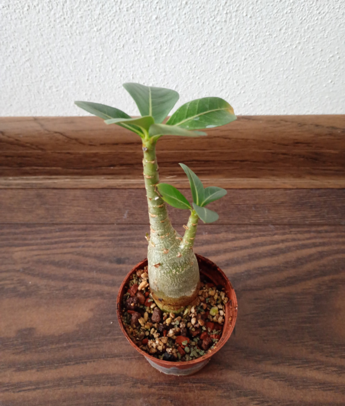 Adenium arabicum "MIX" - semenáč 1