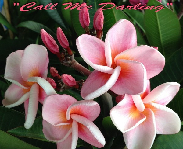 Plumeria rubra "Call Me Darling"- semenáč 1