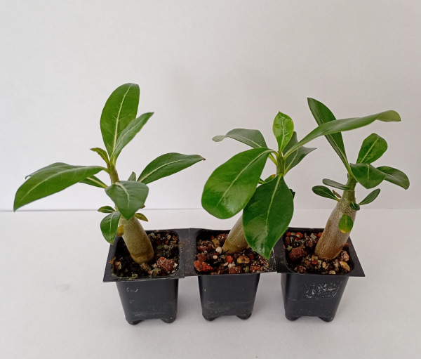 Adenium obesum "Quatro Jumbo White" - semenáč