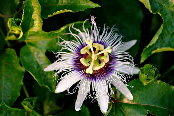 Passiflora edulis (Mučenka jedlá)