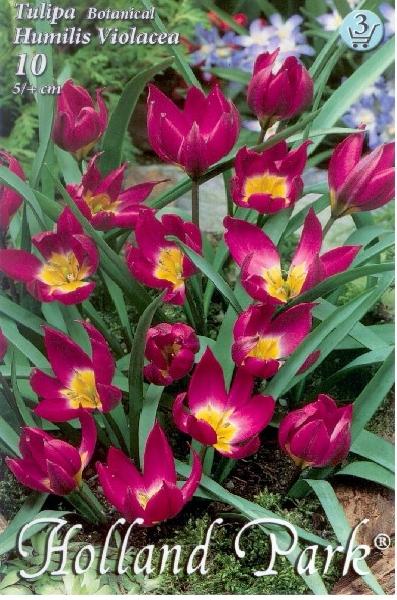 Tulipa Botanical Humilis Violacea/10 ks