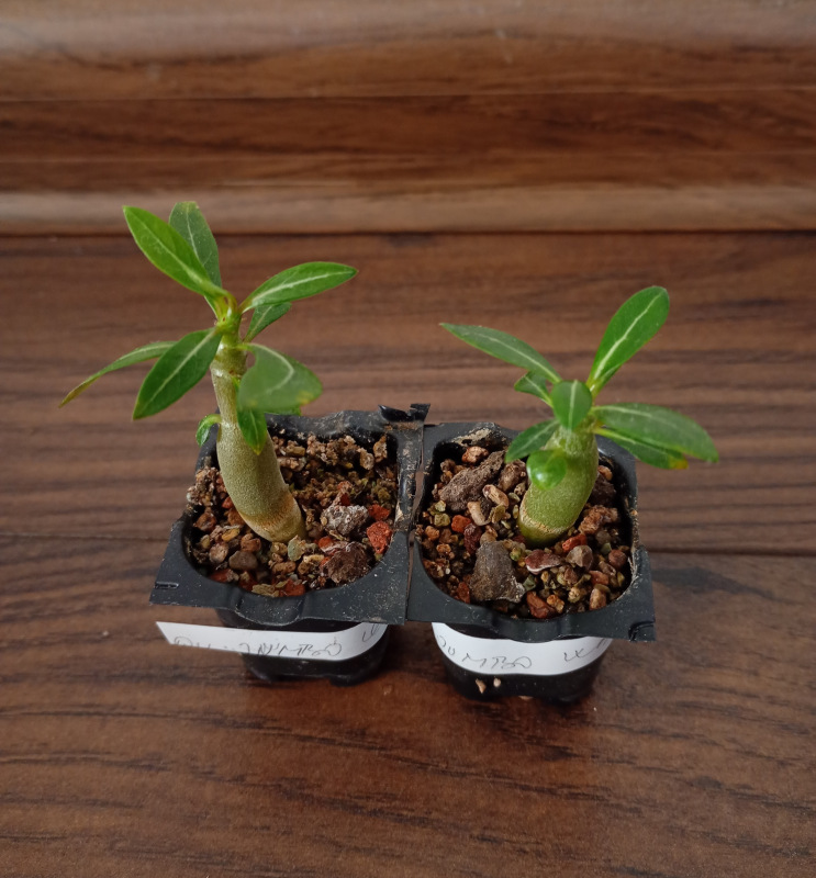 Adenium obesum "Quatro Jumbo White" - semenáč