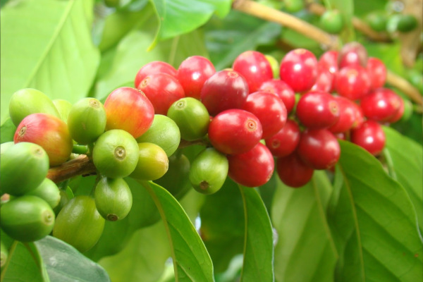 Coffea arabica (Kávovník arabský) 2