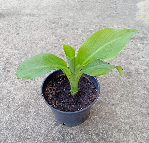 Ensete ventricosum (zo semien "Large seed")