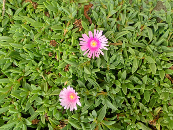 Delosperma (fialovo-ružový kvet)