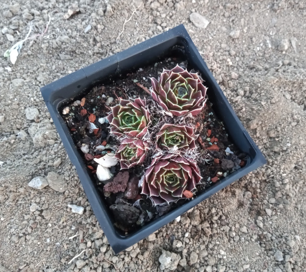 Jovibarba heuffelii