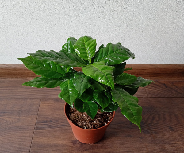 Coffea arabica (Kávovník arabský)