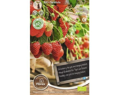 Jahoda previslá (Fragaria pendula) 2 ks