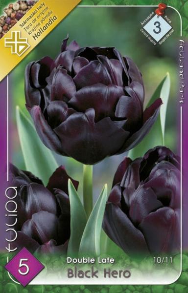 Tulipa Double Late Black Hero/5 ks