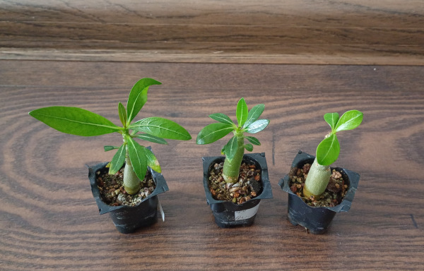 Adenium obesum "Quatro Jumbo White" - semenáč