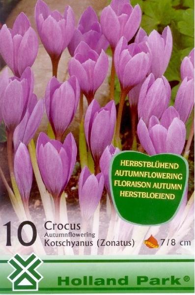 Crocus Autumnflowering Kotschyanus/10 ks