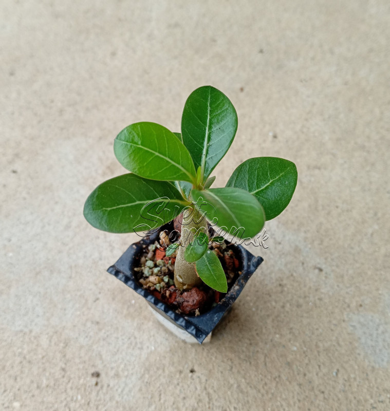Adenium obesum "Quatro Jumbo White" - semenáč