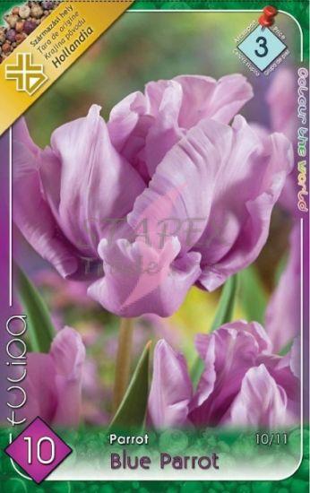 Tulipa Parrot Blue Parrot/10 ks