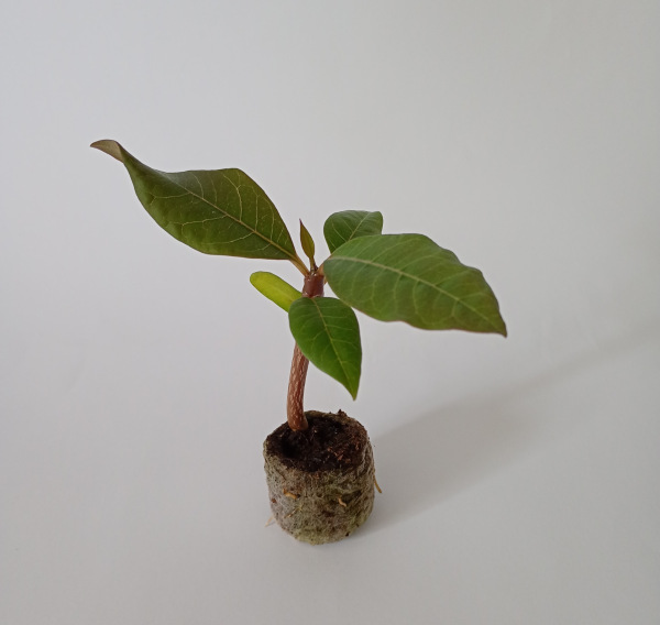 Plumeria rubra "Call Me Darling"- semenáč