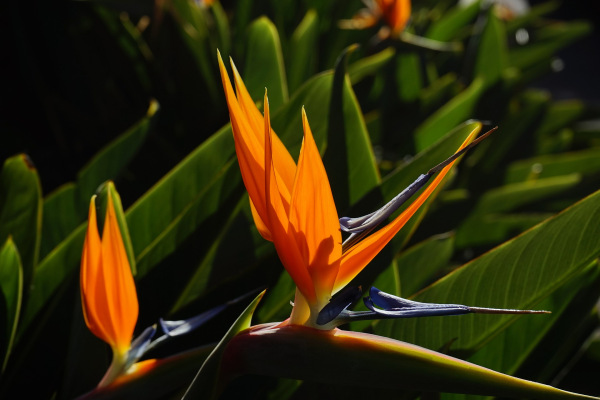Strelitzia reginae 1