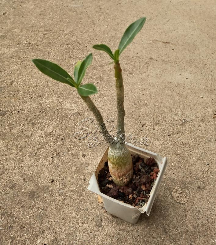 Adenium obesum - semenáč